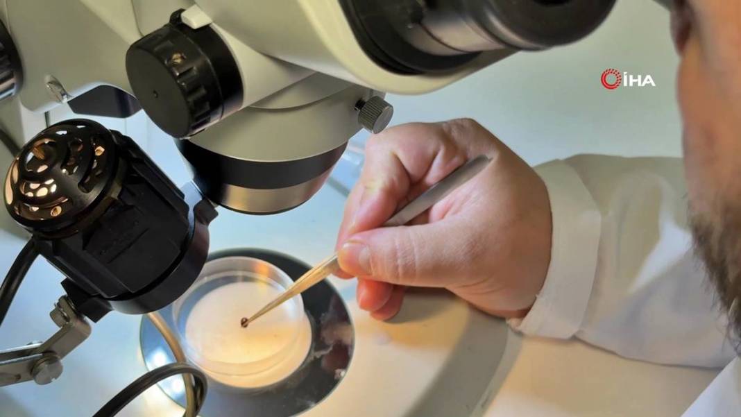 Bu mevsimde kamp yapanlar şimdi yandı: Sayısı hızla artıyor! Uzman isim uyardı, bunun şakası yok 4